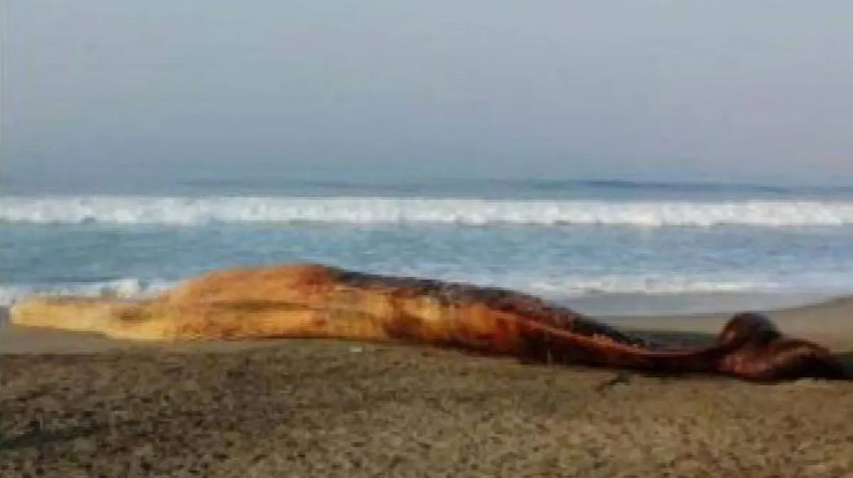 ballena muerta chacahua